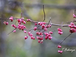 水無池 マユミとコマユミ他