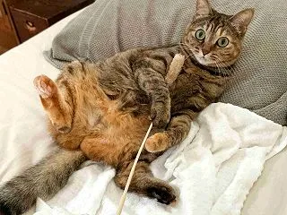 目覚めると、旦那は居らず、猫が寝ていた