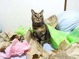 いい顔(*ﾟｰﾟ*)