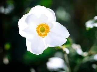 １０月の花 その２４ シュウメイギク