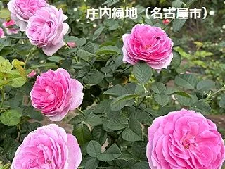 庄内緑地の秋バラ散策（名古屋市西区）