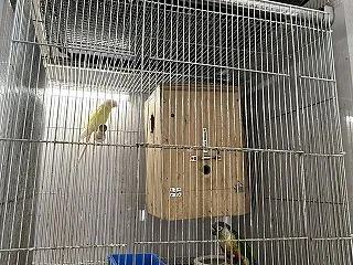 使用しているウロコのケージ