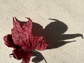 フード風土ヒーリングに込めた思い