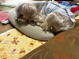 🐶ラッキー トリミング