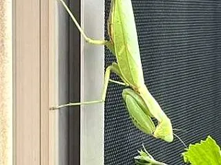 呼び起こされた記憶、“ カマキリ ” の…