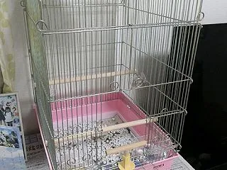 インコが家族に♪