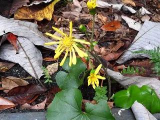 夜空に咲く5000発大輪の花火でした＼(…