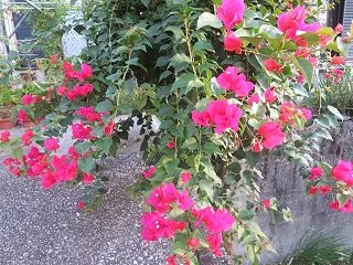 今朝咲いていた庭の花＆浜菜園の様子等
