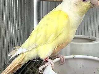 スリムなままのクリームイノ