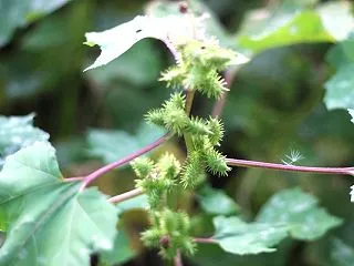 浸水した実家小屋の片付けと引っ付き虫（オ…