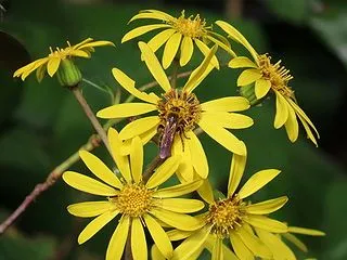 ツワブキの花とキンケハラナガツチバチ（メ…