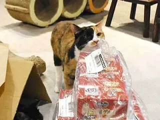 好きなやつ