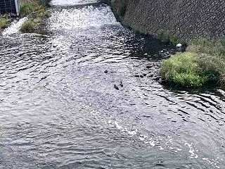 松山は台風30号の影響で風強し