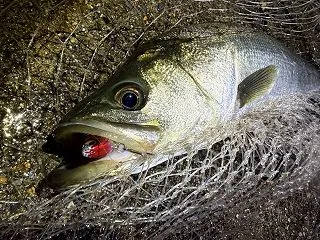 ボイルしているのに食わない…！シーバスに…