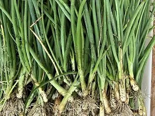 極早生玉ねぎの植え付け終了