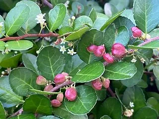 ハートツリーの花も実も可愛い！ヤシの「ビ…