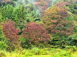 ふる里の昼景色