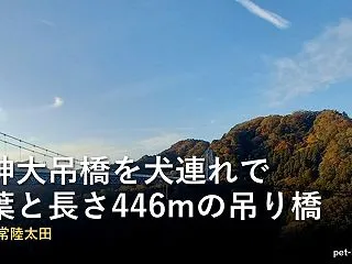 竜神大吊橋を犬連れで｜茨城の紅葉と長さ4…
