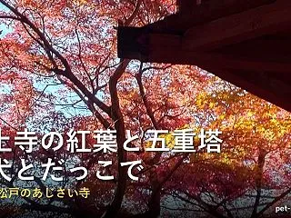 本土寺の紅葉と五重塔を犬と｜松戸のあじさ…