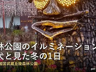 森林公園のイルミネーションを犬と｜埼玉の…