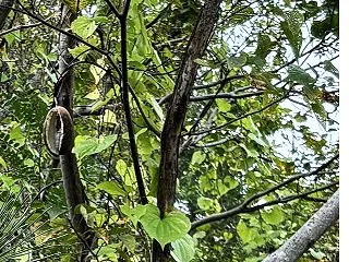 われのみが知りたるありか見上げればどうだ…