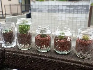 観葉植物を色々