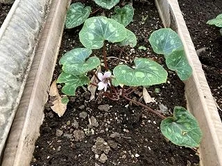 咲いた