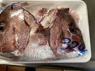 久しぶりの鯛の頭