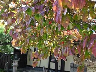 花水木の赤い実