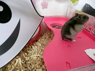 はこちゃんハロウィンにドキドキ