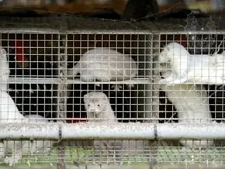 デンマーク、毛皮ミンク養殖を完全廃止へ「…