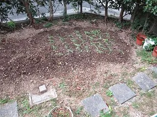 矢車草を定植しました♪