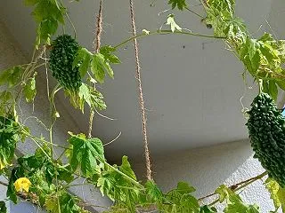ベランダの植物たち。（夏とあまり変わりま…