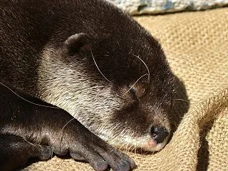 2026-10-16 のんほいパーク