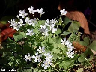 シロバナイモカタバミ(白花芋片喰)