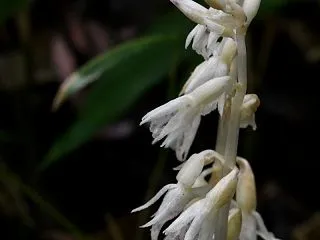 タシロラン～暗い林下に白い花がぼんやりと…