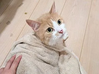 お嬢様たちのの衣替え☆久しぶりのお家シャ…