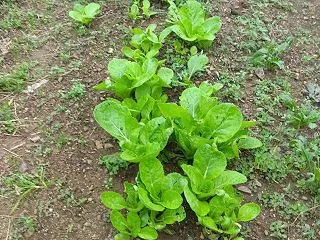 ハクサイ、追加植え付け下準備、