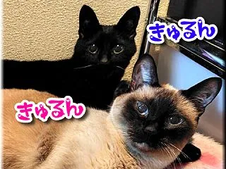 硬いのよっ‼