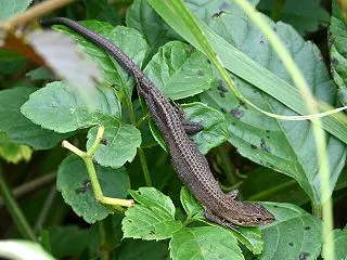 多摩川河川敷のニホンカナヘビ いろんな生…
