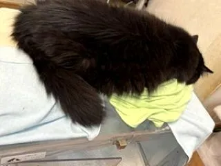 【ラガマフィン編】ナイトのケフケフ(39…