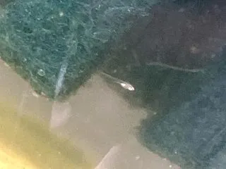 また産まれた いろえない飼育容器