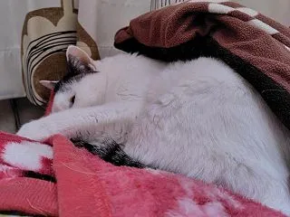 いにしえの・・・紙おむつ(/・ω・)/