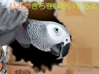 お暑い時期はお休みしていた秘密基地の破壊…