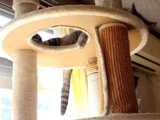 こぼれた手