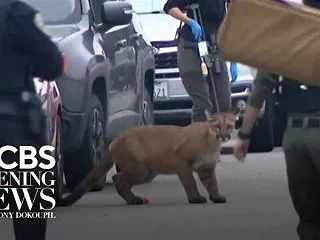 アメリカのサンフランシスコの街中にピュー…