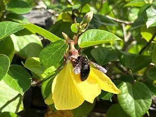 小笠原ビジターセンター,オガサワラクマバ…