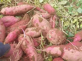 害獣対策したら収穫できた
