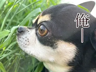 好きと嫌い