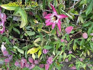 １０月２５日 あのゆりが咲きました。